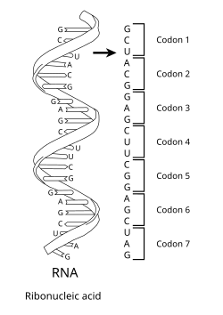 SBBW-Vorschau Teil 6: So klingt der genetische Code